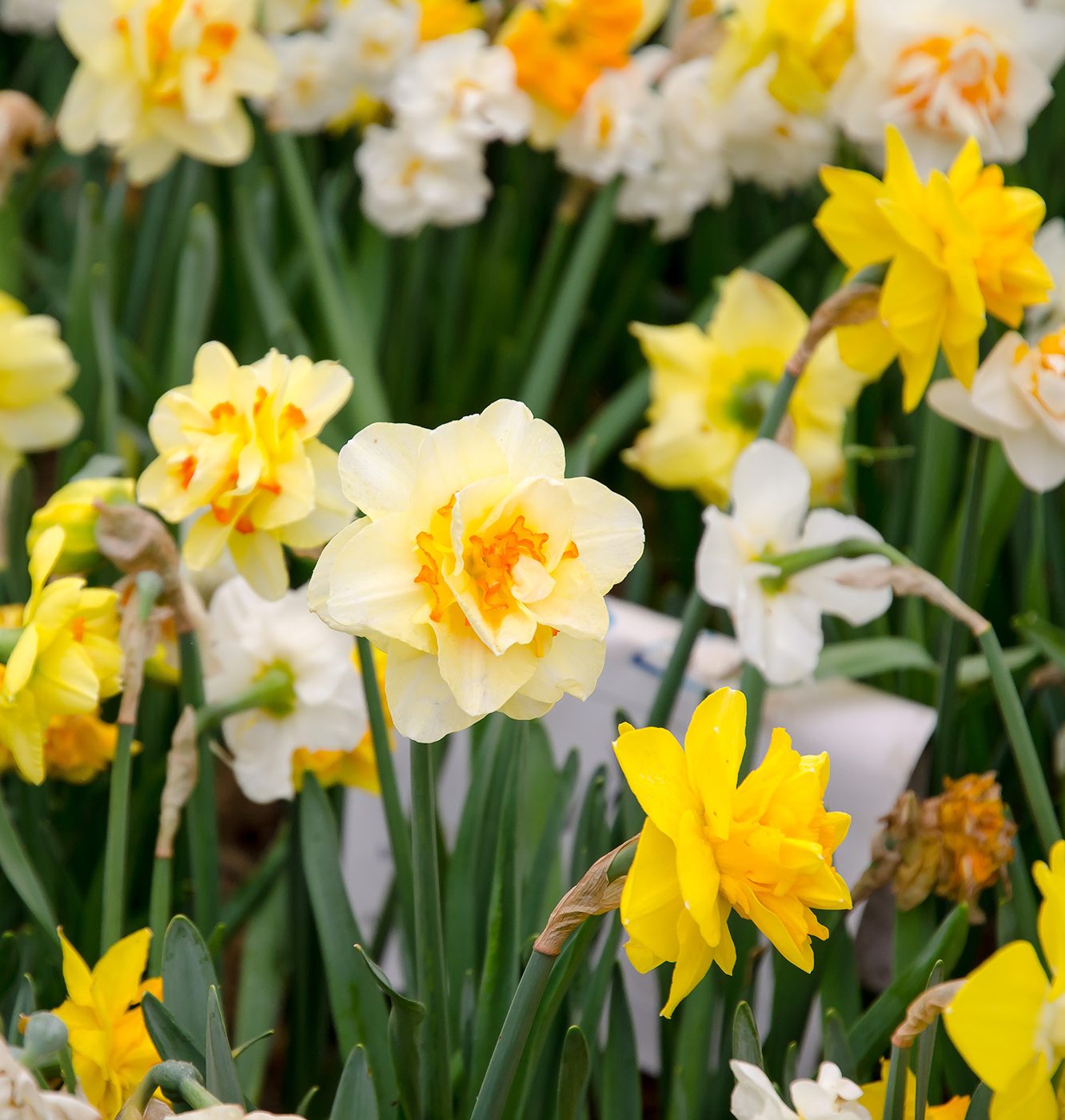 Double mixed daffodils