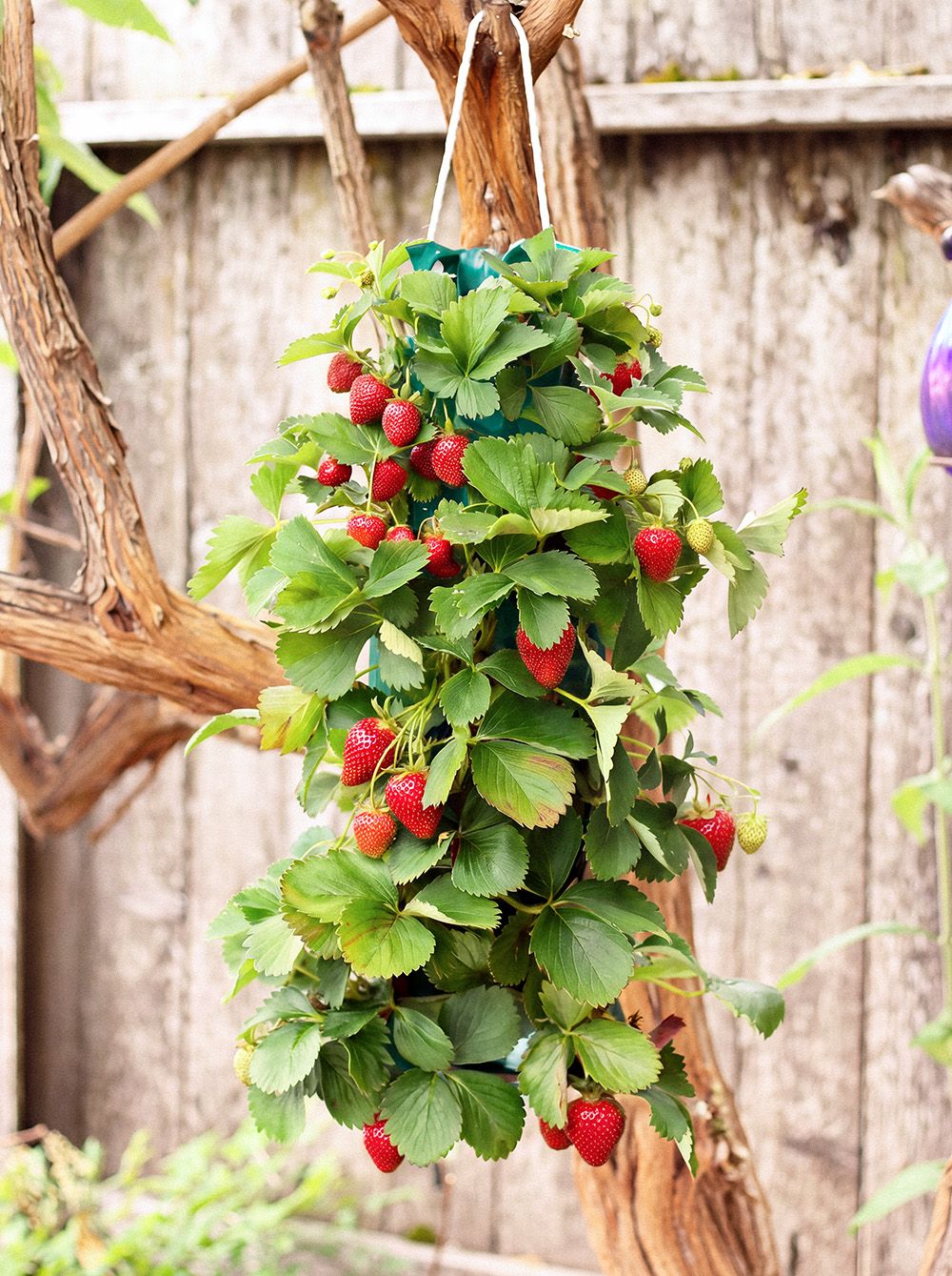 Strawberry hanging garden full of fruit