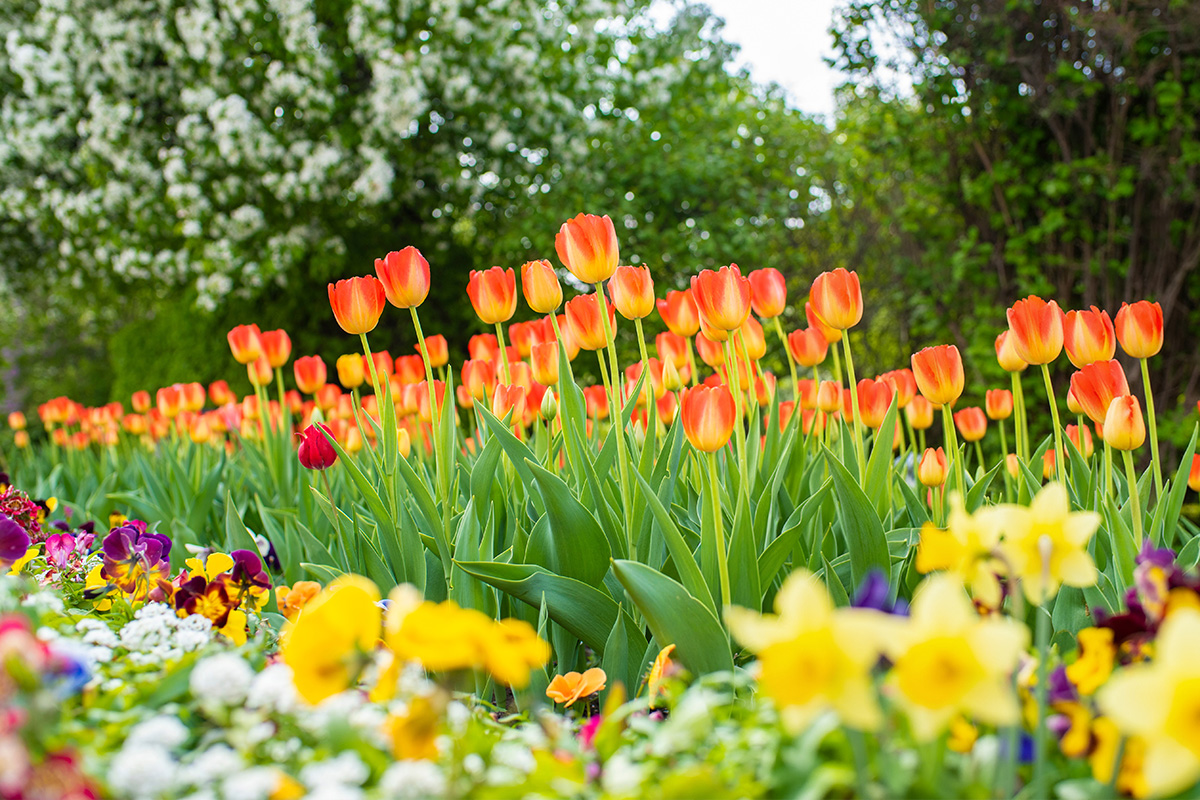 Tulips and daffodils in bloom