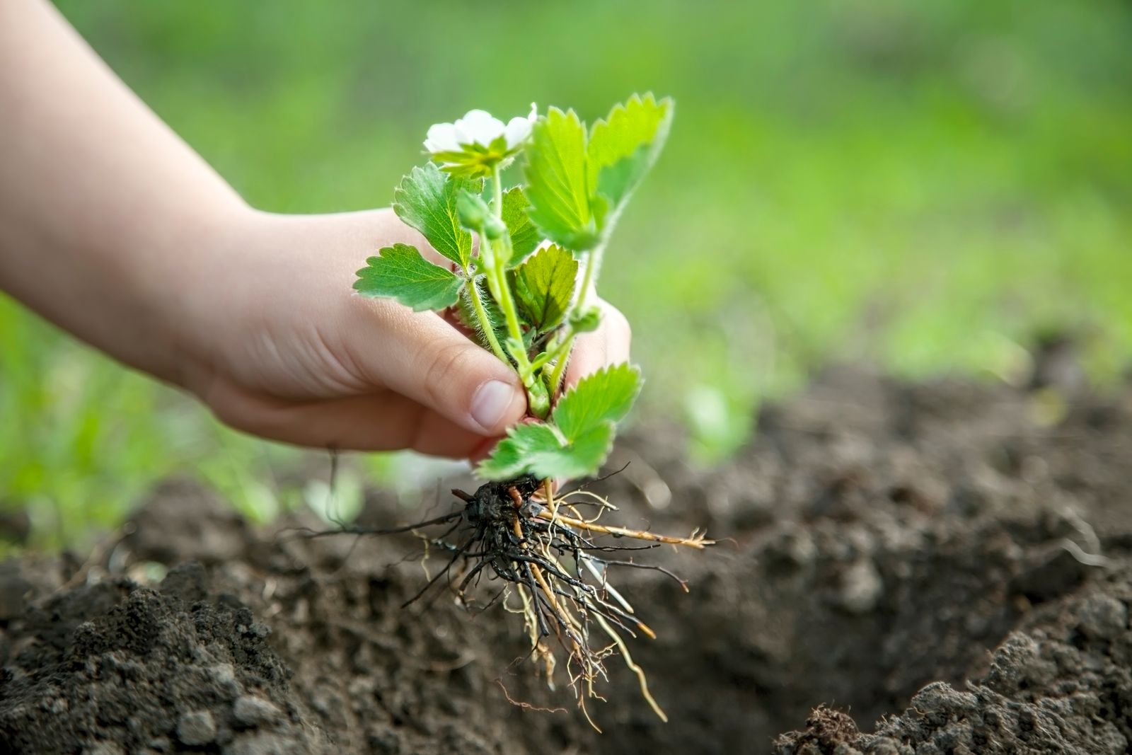 Bareroot strawberry plant