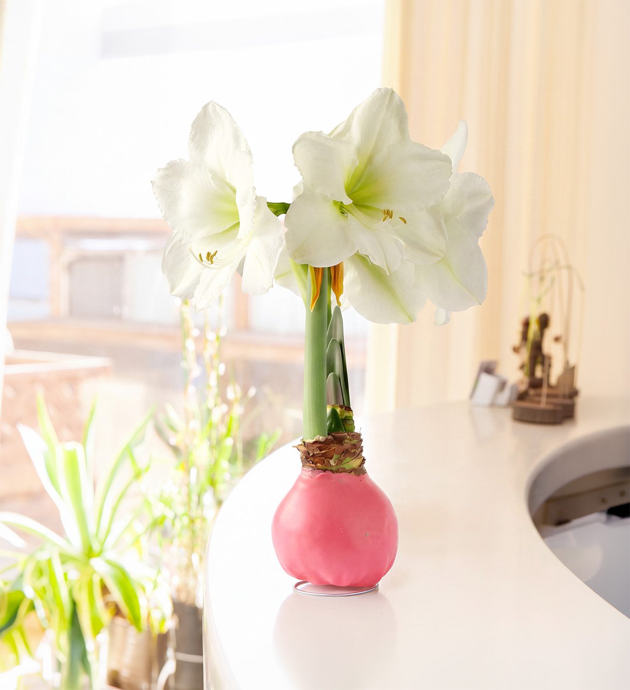 Pink waxed amaryllis with white flowers on a reception counter